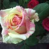 Il cuore della rosa Fiesta